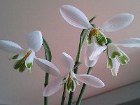 2014-02-23 15.23.24  Nikki brought these to Club M